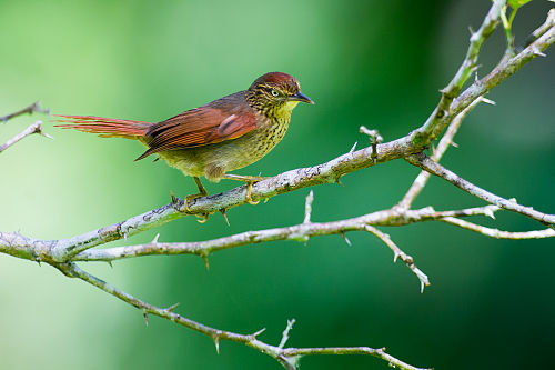 Speckled spinetail